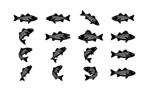Vintage striped bass fish vector silhouettes, set of 16 black sea bass icons, retro fishing illustrations for seafood branding and angling logos