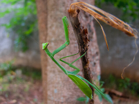 Louva-a-deus (Mantodea: Mantidae) em ambiente de Mata Atl&acirc;ntica, Brasil
