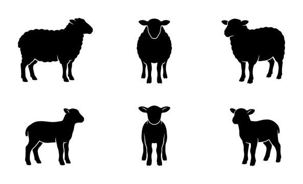 Sheep silhouette vector set, black farm animal icons of ewes and lambs, 6 livestock elements for agriculture and wool industry branding