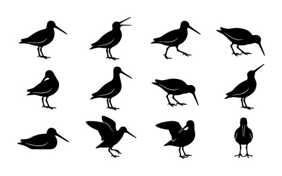 Black sandpiper bird silhouettes set, 12 shorebird vector icons in various poses, wading bird collection for nature design and wildlife education