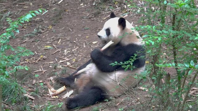 Most charming bear in world panda (Ailuropoda melanoleuca), A symbol of nature conservation WWF. Emblems of China. The bear eats bamboo omly - stenophagous animal,