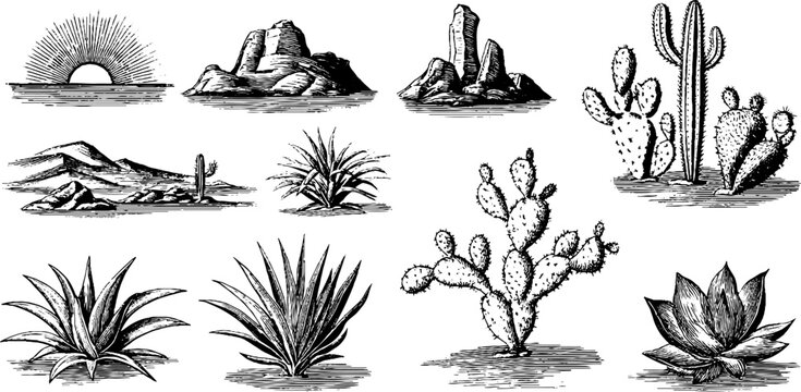 Vintage engraved desert cactus and sun clipart sheet with canyon rocks and agave elements for background and design