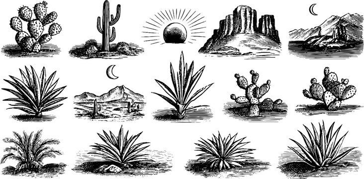 Vintage engraved desert suns cacti agave and canyon rock clipart sheet for southwestern design backgrounds and botanical illustration prints