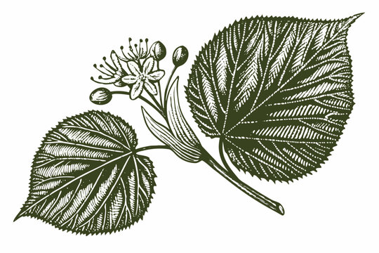 linden blossom botanical illustration with detailed leaves