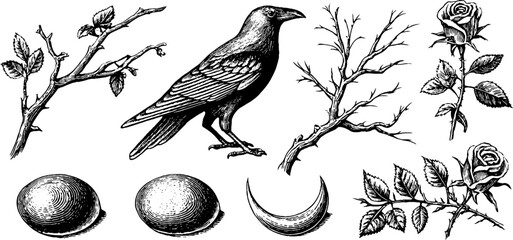 Obraz premium Vintage engraved raven branch eggs crescent moon and rose clipart sheet with botanical elements for labels and decorative backgrounds