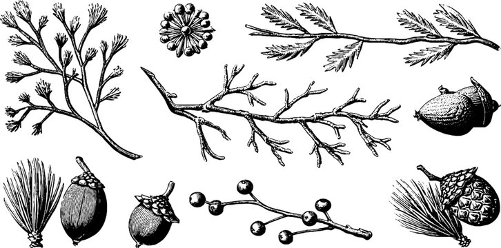 Vintage engraved clipart sheet of winter branches pine cones acorns and berries for seasonal holiday design and festive background