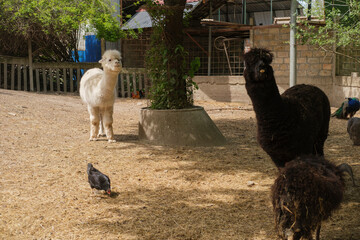 Fototapeta premium Two alpacas standing in a sunny outdoor enclosure with a pigeon walking nearby and a tree in the center of the scene on a farm or zoo environment.