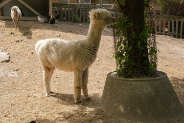 Fototapeta premium Young alpaca standing near a tree in a farm enclosure with other alpacas in the background under natural sunlight during daytime.