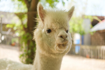 Fototapeta premium Close up of white alpaca head with fluffy fur and curious expression outdoors in natural light with blurred background of trees and wooden fence.
