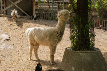 Fototapeta premium Alpaca standing near tree in farmyard with chickens and sheep in background under sunlight on rural animal farm.