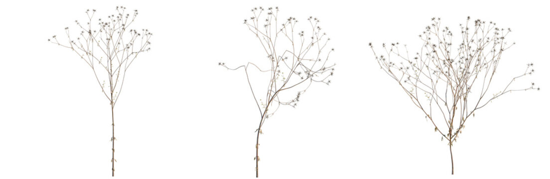Bidens parviflora tree, elevation, front view, cutout, transparent background, isolate, Delicate Tree Branch Detail - Natural Texture for Design Elements and Backgrounds