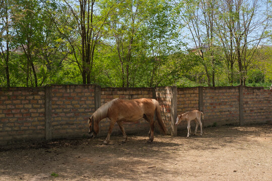 Horse and foal grazing near brick wall in sunny outdoor paddock with trees in background peaceful rural scene with animals in natural environment.