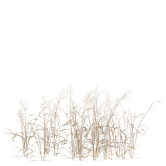 Naklejka premium Capillipedium assimile tree, elevation, front view, cutout, transparent background, isolate, Delicate dry grass texture, detailed natural background, nature backdrop, autumn foliage