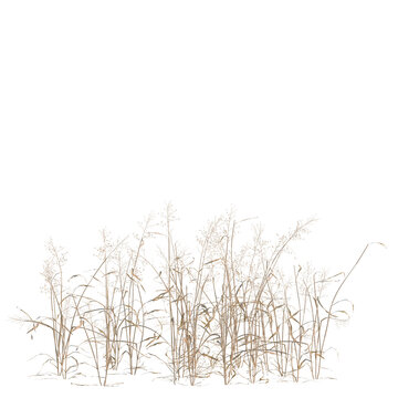 Capillipedium assimile tree, elevation, front view, cutout, transparent background, isolate, Delicate dry grass texture, detailed natural background, nature backdrop, autumn foliage