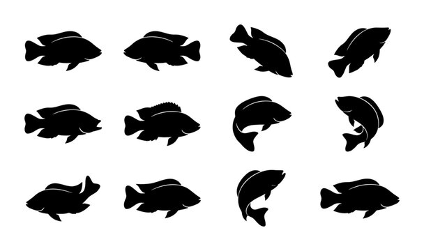 Tilapia fish silhouette collection, 12 aquatic animal vector icons, black cichlid fish shapes for fishing logo design and seafood packaging