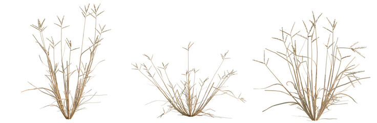 Obraz premium Dactyloctenium aegyptium tree, elevation, front view, cutout, transparent background, isolate, Golden Wheat Field Landscape, Rural Scene, Agriculture, Harvest, Autumn, Scenic, Nature, Farming