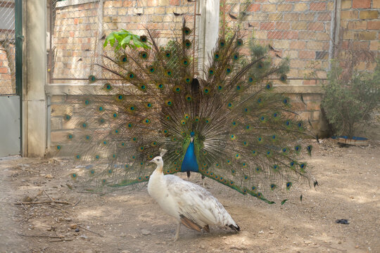 Peacock with fully spread colorful feathers stands behind white peahen on dry ground near brick wall in outdoor enclosure during daytime.