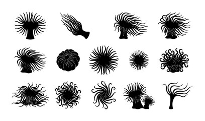 Sea anemone silhouette collection, 14 black aquatic plant icons, marine life vector set for ocean biology and underwater nature design © Nurjahan