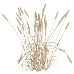 Setaria viridis tree, elevation, front view, cutout, transparent background, isolate, Golden Wheat Field Landscape, Scenic Rural View, Agriculture, Harvest Season, Summer, Natural Beauty © DH Tree Stock