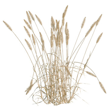 Setaria viridis tree, elevation, front view, cutout, transparent background, isolate, Golden Wheat Field Landscape, Scenic Rural View, Agriculture, Harvest Season, Summer, Natural Beauty