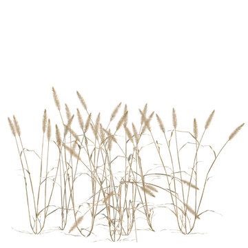 Setaria viridis tree, elevation, front view, cutout, transparent background, isolate, Detailed Close-Up of Wheat Stalks with Grain - Perfect for Agriculture and Harvest Themes