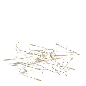 Setaria viridis tree, elevation, front view, cutout, transparent background, isolate, Close-up of Wild Grass Stalks and Seeds, Natural Texture, Rural Landscape, Autumnal Elements