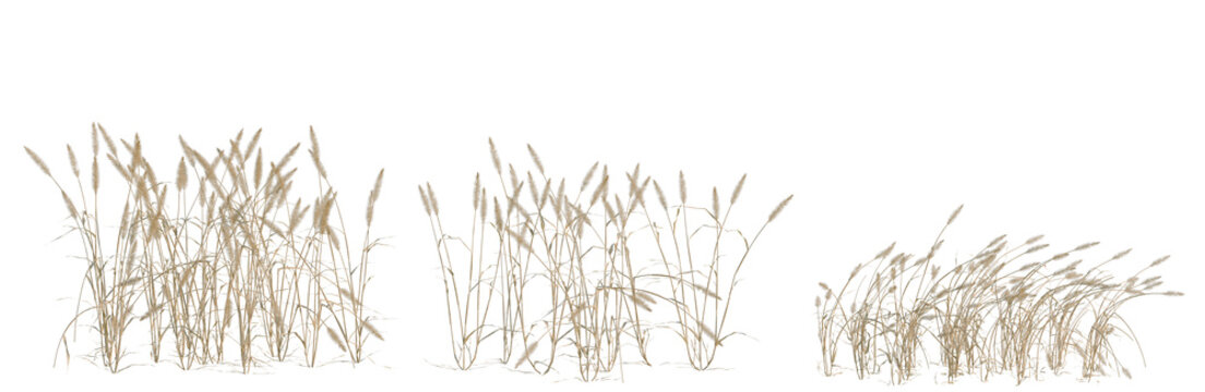 Setaria viridis tree, elevation, front view, cutout, transparent background, isolate, Detailed wheat stalks, vector illustration of ripe grain harvest, rustic design, agricultural theme