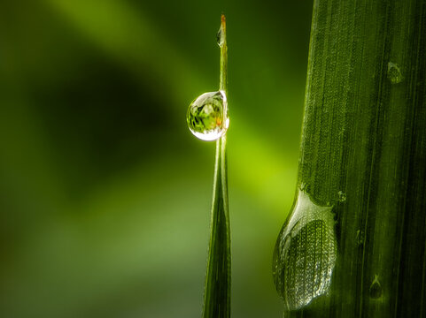 Extreme close-up macro of a single, crystal clear dew drop hanging on a thin blade of green grass during a fresh spring morning. Perfect for nature, environment, and wellness themes