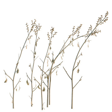 Xanthium sibiricum tree, elevation, front view, cutout, transparent background, isolate, Bare tree branches with autumn leaves, detailed, nature, autumn foliage, fall season, png