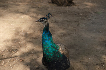 Fototapeta premium Peacock standing on dry ground with sunlight and shadows, displaying vibrant blue and green feathers and detailed plumage in natural outdoor environment.