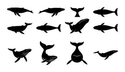 Whale silhouette vector set, black humpback and blue whale icons, 12 aquatic mammal illustrations for marine conservation and ocean branding © Mahira