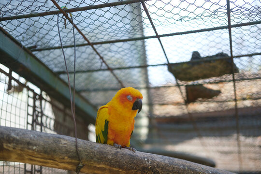 Parrot sitting on wooden branch inside cage with metal mesh background, colorful bird resting in aviary environment with natural light and calm atmosphere.