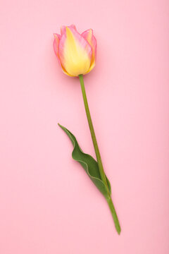 Yellow tulip with pink on pink background. Vertical photo