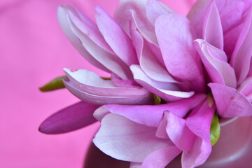 Dalikatne płatki magnolii w pastelowych odcieniach w przybliżeniu.  © Lidia