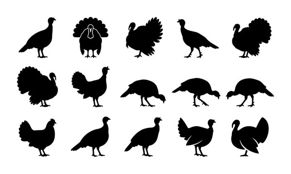 Turkey silhouette collection, 15 wild turkey bird icons in black vector format, Thanksgiving poultry animal shapes for holiday design and farming logos