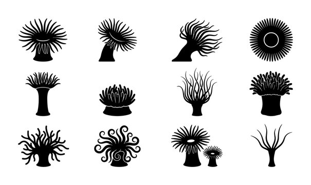 Sea anemone silhouette collection, 12 underwater marine life icons, black aquatic flora and fauna vector set, ocean biology design elements