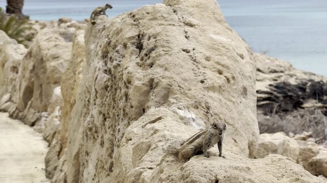 Barbary ground squirrel Atlantoxerus getulus sitting on rock near ocean alert and curious wildlife moment in natural habitat Fuertaventura