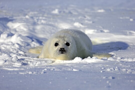 Harp Seal or Saddleback Seal (Pagophilus groenlandicus, Phoca groenlandica), pup on pack ice, Magdalen Islands, Gulf of Saint Lawrence, Quebec, Canada
