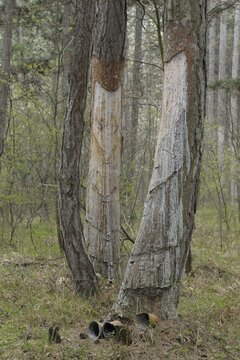 Pitch trees, Hernstein, Triestingtal valley, Lower Austria, Austria, Europe