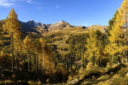 Autumn larch (Larix) forest, with mountains in the background, Martell Valley, Natruns, South Tyrol, Italy