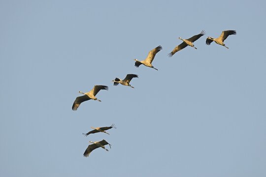 Cranes (Grus grus) in flight, Brandenburg, Germany