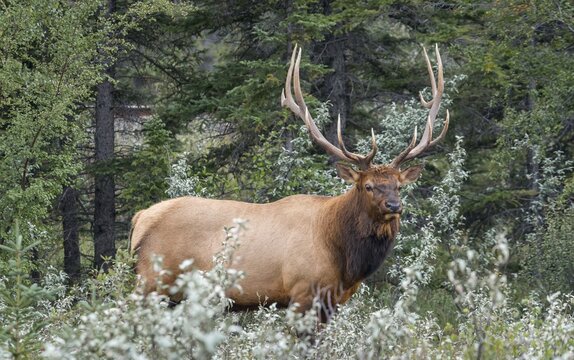 American elk Deer bull with antlers (Cervus canadensis) standing in the forest, Jasper National Park, British Columbia, Canada
