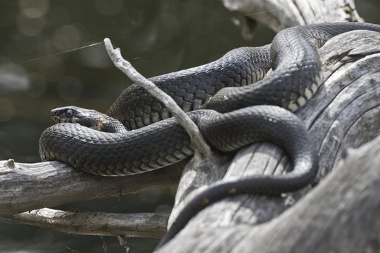 Grass snake (Natrix natrix), Emsland, Lower Saxony, Germany