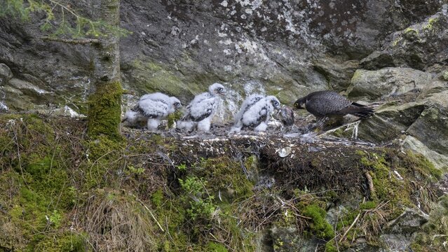 Peregrine falcon Falcon (Falco peregrinus), female feeding her young in a rock shelter covered with lichen and moss, Black Forest, Baden-W&uuml;rttemberg, Germany