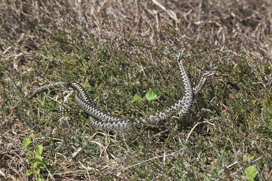 Common European vipers (Vipera berus), comment fight, Emsland, Lower Saxony, Germany