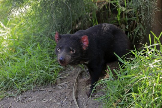 Tasmanian devil (Sarcophilus harrisii), Tasmanian devil, adult alert, Cuddly Creek, South Australia, Australia