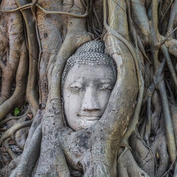 Buddha statue head ingrown in strangler fig roots (Ficus religiosa), Wat Mahathat, Ayutthaya, Central Thailand