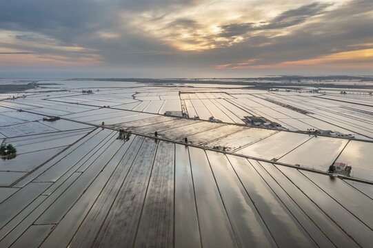 Flooded rice fields in May at daybreak, aerial view, drone shot, Ebro Delta Nature Reserve, Tarragona province, Catalonia, Spain