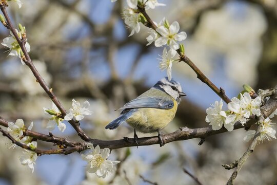 A blue tit (Parus caeruleus) on a richly flowering branch, giving spring fever in clear sunlight, Hesse, Germany