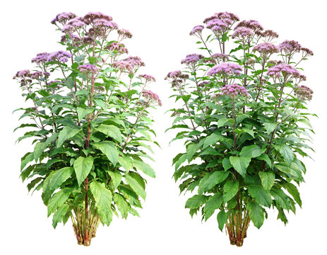 Eupatorium purpureum (commonly known as purple Joe-Pye weed or sweet-smelling Joe-Pye weed)